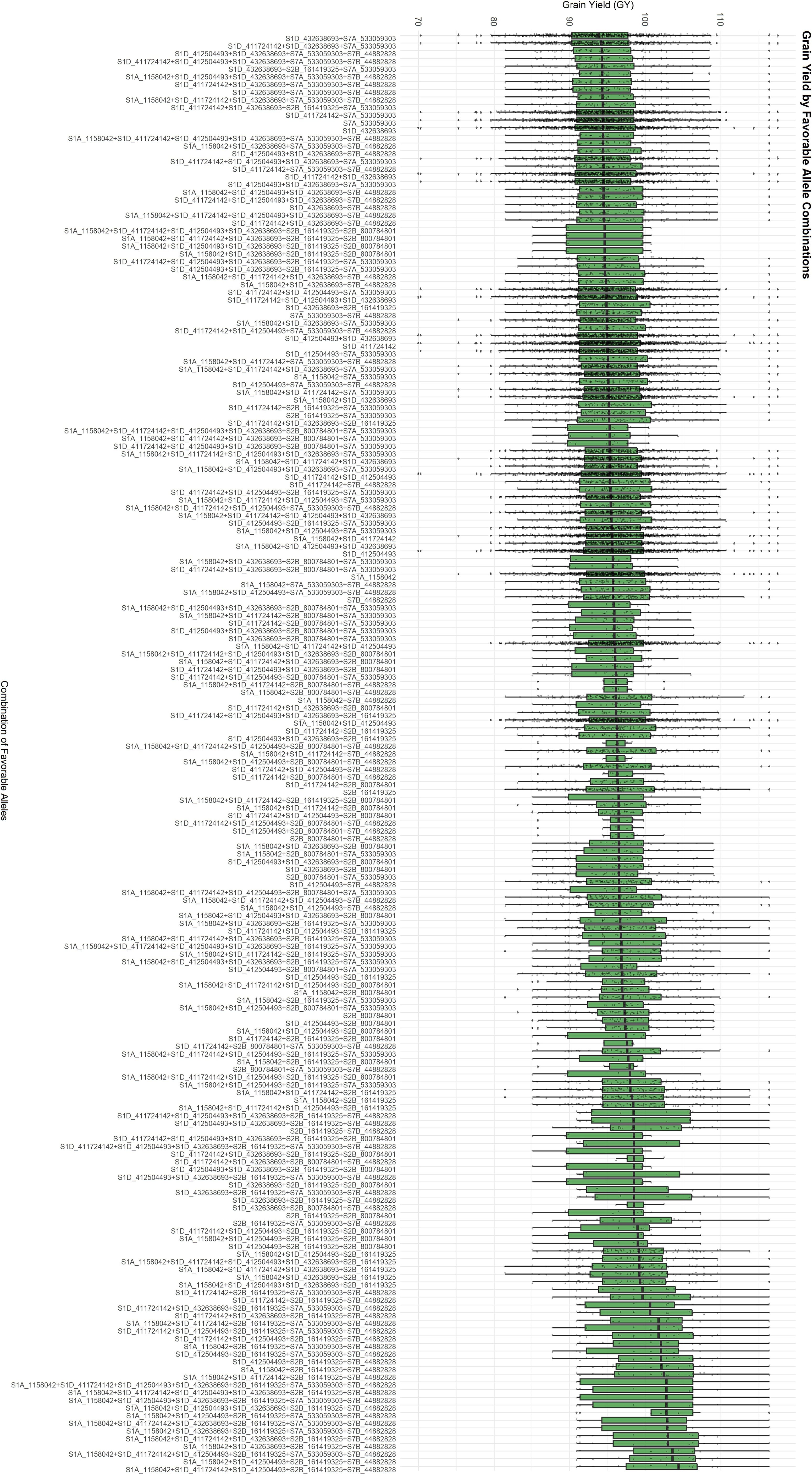 Box plot showing grain yield in quintals per hectare based on favorable allele combinations. The x-axis displays combinations of alleles, while the y-axis represents grain yield ranging from 70 to 110 quintals per hectare. The plot illustrates variability and distribution of yield across different allele combinations.