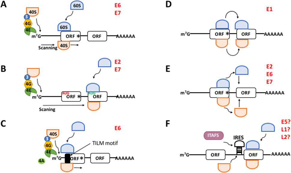 Illustration showing various mechanisms of translation initiation. Panels A to F depict interactions between ribosomal units, open reading frames (ORFs), and initiation factors. Each panel highlights different pathways: A and B show the scanning model with ribosomal subunits 40S and 60S; C involves the 4A factor and TILM motif; D through F illustrate alternative interactions, including internal ribosome entry sites (IRES) and ITAFS. Labels and arrows indicate the direction of movement and interactions.