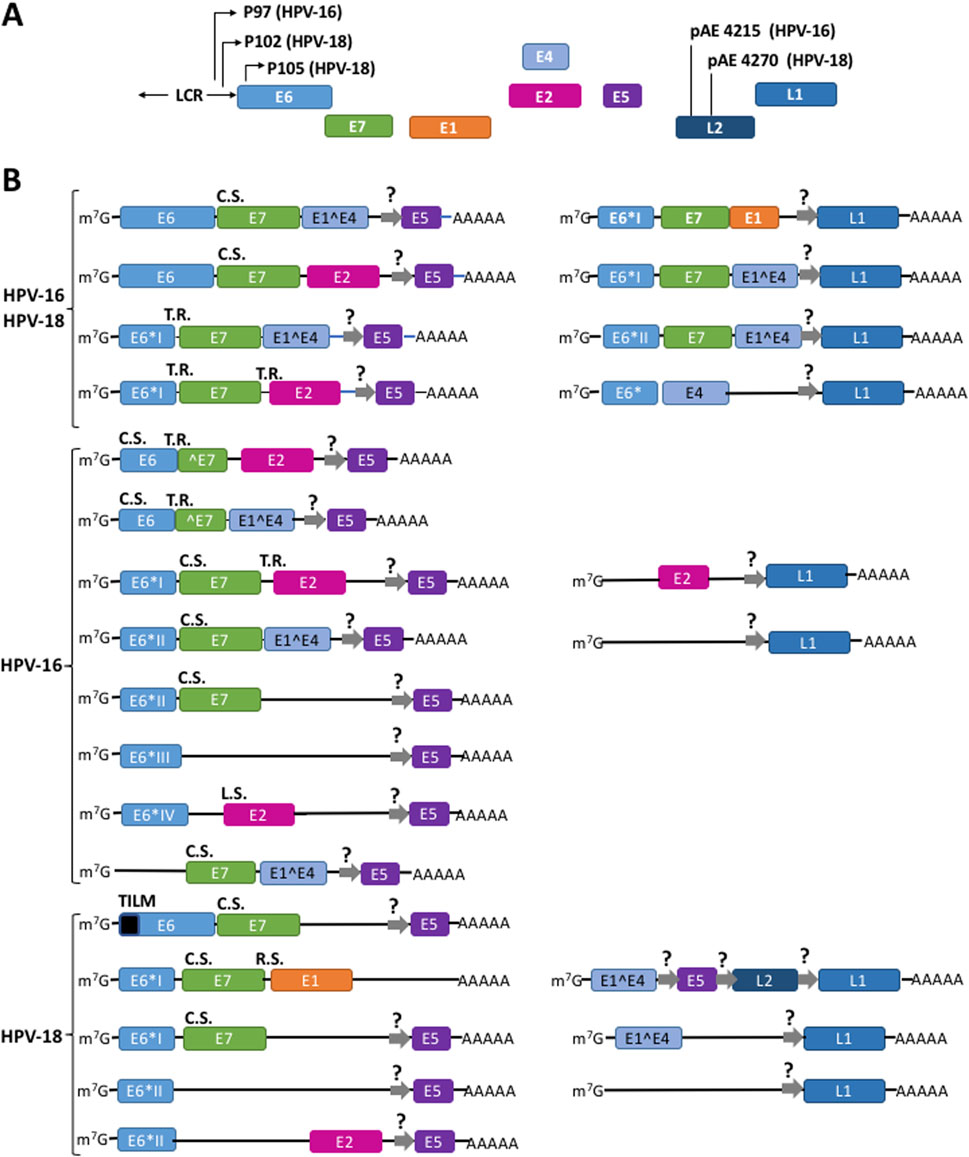Diagram illustrating transcriptional mapping of HPV-16 and HPV-18 genomes. Section A shows gene organization with promoters (P97 for HPV-16 and P102/P105 for HPV-18) and polyadenylation sites (pAE 4215 and pAE 4270). Section B displays mRNA transcripts for both HPV types, detailing alternative splicing and gene expression patterns. Each transcript is labeled with the gene segments involved, such as E6, E7, and E1, along with notations for splicing events like C.S. (canonical splicing) and T.R. (trans-regulatory elements). m7G and AAAAA depict the 5' cap and poly(A) tail respectively.