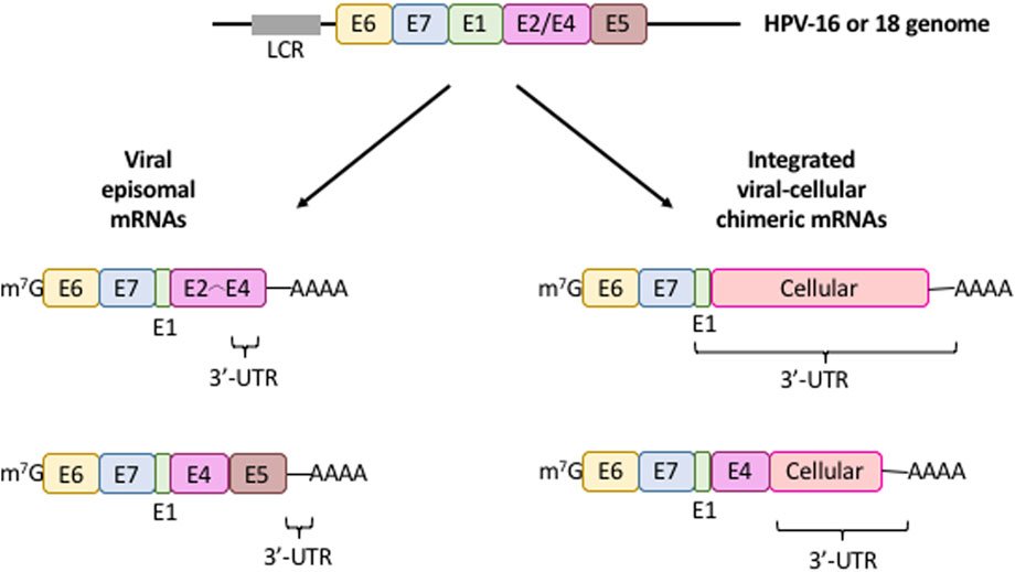 Diagram of the HPV-16 or 18 genome showing the formation of viral episomal mRNAs and integrated viral-cellular chimeric mRNAs. Viral episomal mRNAs include sequences E6, E7, E1, E2/E4, and E5 with m⁷G caps and poly-A tails. Integrated mRNAs involve E6, E7, and cellular sequences. Each arrangement features 3'-UTRs indicated.