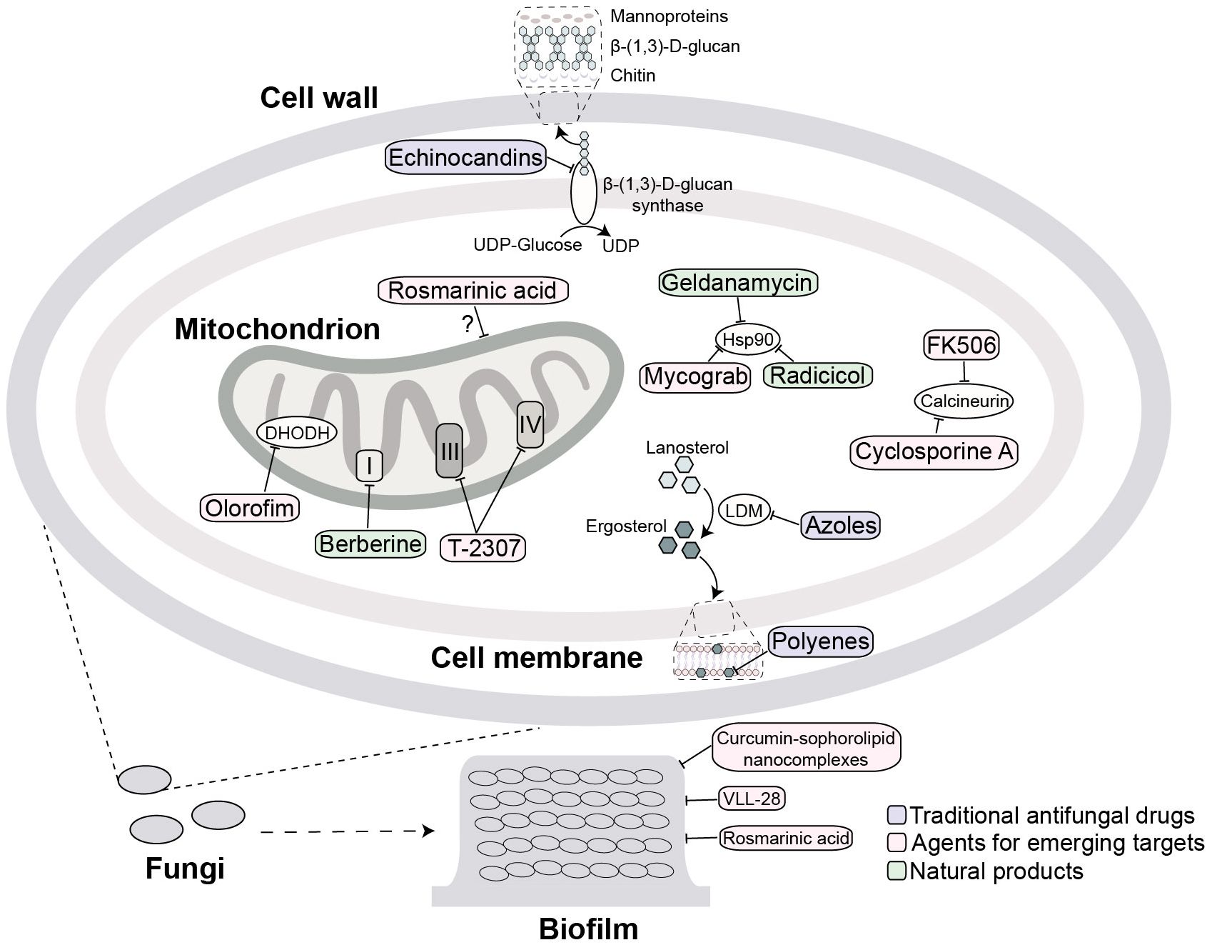 Diagram of fungal cell structure showing antifungal drug targets. The primary components of fungal cell wall include mannanproteins, β-(1,3)-D-glucan and chitin, with β-(1,3)-D-glucan synthase targeted by echinocandins. The mitochondrion contains sites blocked by olorofim, berberine and T- 2307. Ergosterol is a major component of fungal cell membrane, with its synthase LDM targeted by azoles. Geldanamycin and others affect Hsp90. Ergosterol in the cell membrane is targeted by polyenes. Biofilm disruption involves curcumin-sophorolipid nanocomplexes and other compounds. Drugs are categorized as traditional, agents for emerging targets, and natural products.