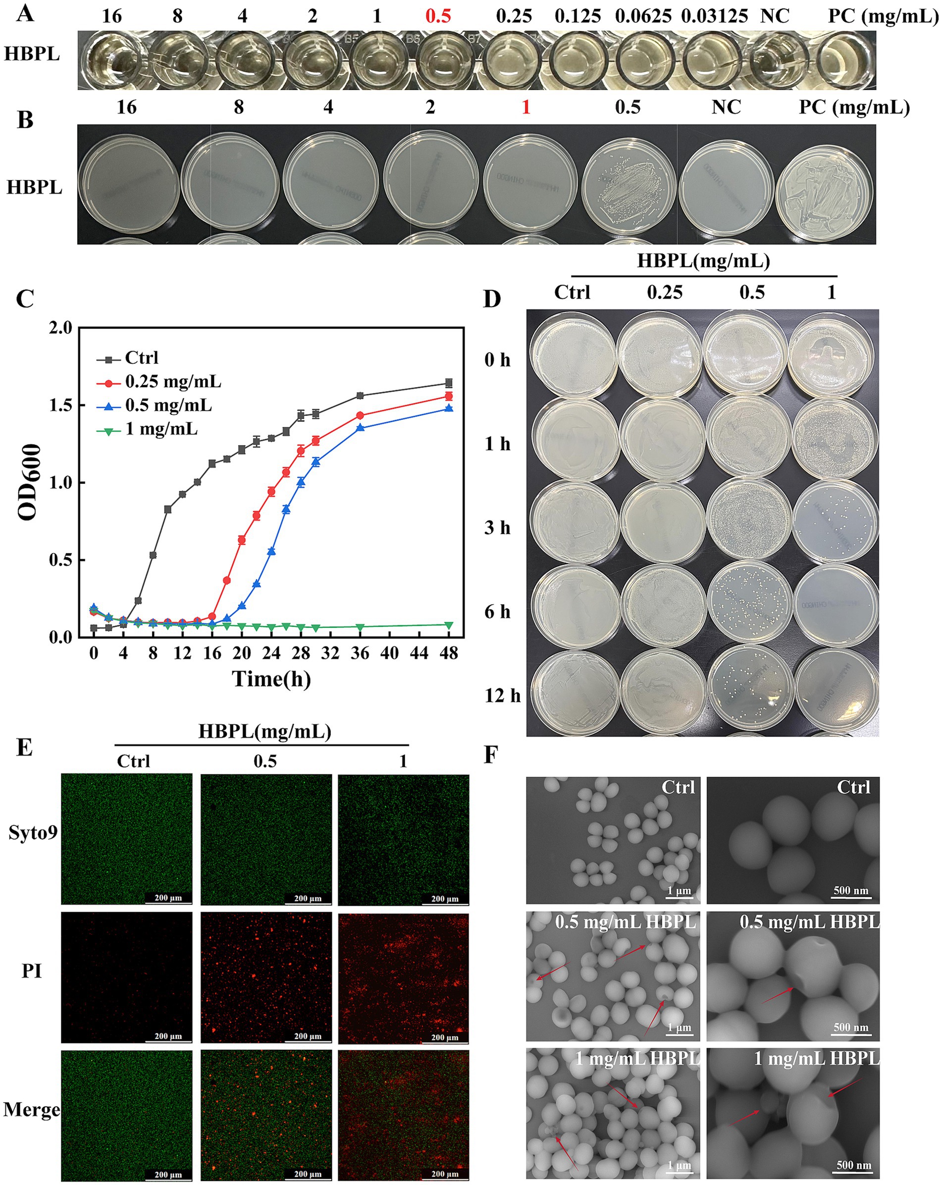 Panel A shows a series of wells with varying concentrations of HBPL, showcasing turbidity related to microbial growth. Panel B displays petri dishes indicating bacterial growth inhibition. Panel C is a growth curve graph comparing control and HBPL treatments at different concentrations over time. Panel D presents petri dishes with colonies at specified times after treatment. Panel E includes fluorescence microscopy images displaying bacterial viability using Syto9 and PI staining, with a merge of both. Panel F shows electron micrographs of bacterial morphology changes at different HBPL concentrations.