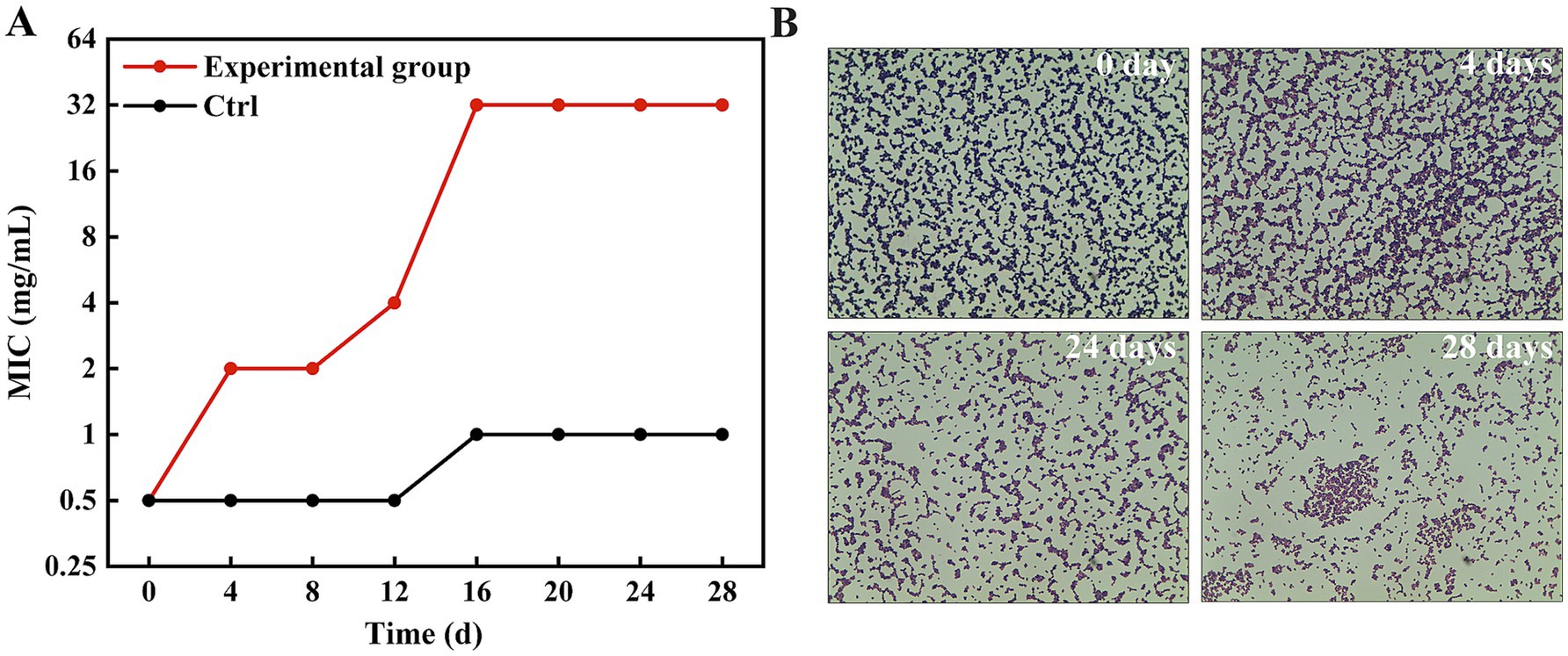 Graph (A) shows a line chart comparing Minimum Inhibitory Concentration (MIC) over time between an experimental group and a control. The experimental group, marked in red, increases from 0.5 mg/mL to 32 mg/mL by day twelve and remains constant, while the control, marked in black, stays around 1 mg/mL. Images (B) display microscopic views of bacterial growth over time at 0, 4, 24, and 28 days, showing increased cluster density.