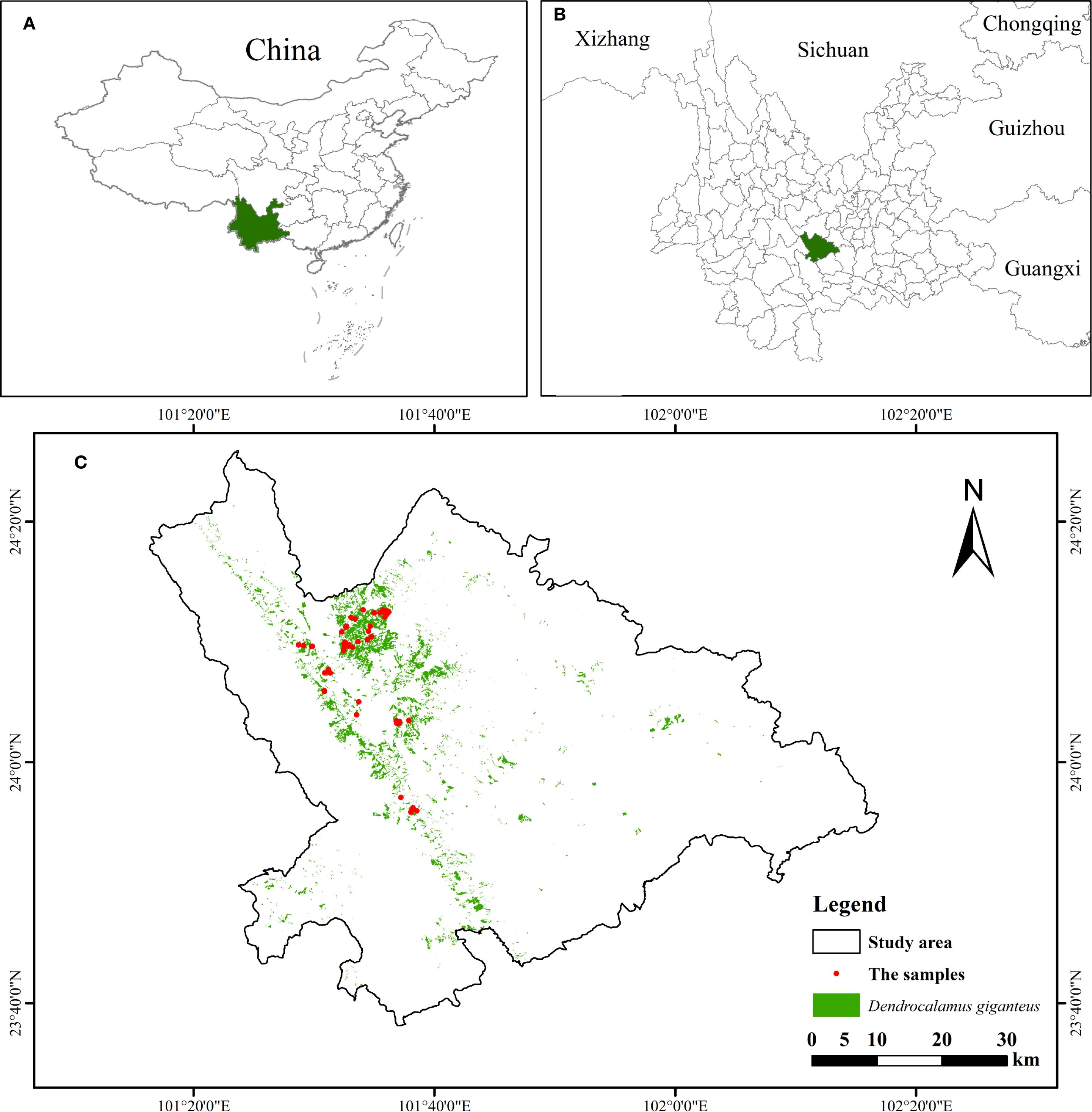 Map divided into three panels: Panel A shows China with a highlighted region in green. Panel B zooms into the highlighted region, showing its relation to nearby provinces like Xizhang, Sichuan, Chongqing, Guizhou, and Guangxi. Panel C further zooms into this region, displaying areas of Dendrocalamus giganteus in green with sample sites marked in red. The map includes a scale and legend for reference.
