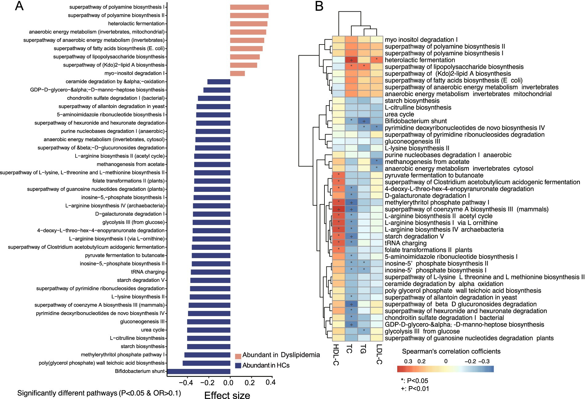 Side-by-side bar chart and heatmap comparing metabolic pathways in dyslipidemia and healthy controls. Panel A shows bars indicating pathway abundance, with pathways more abundant in dyslipidemia in orange and those in healthy controls in blue. Panel B is a heatmap displaying pathway associations, with color intensity representing Spearman's correlation coefficients. Pathways are listed vertically in both panels, with significant pathways highlighted. Statistical significance is noted by asterisks for P-values less than 0.05 and plus signs for P-values less than 0.01.