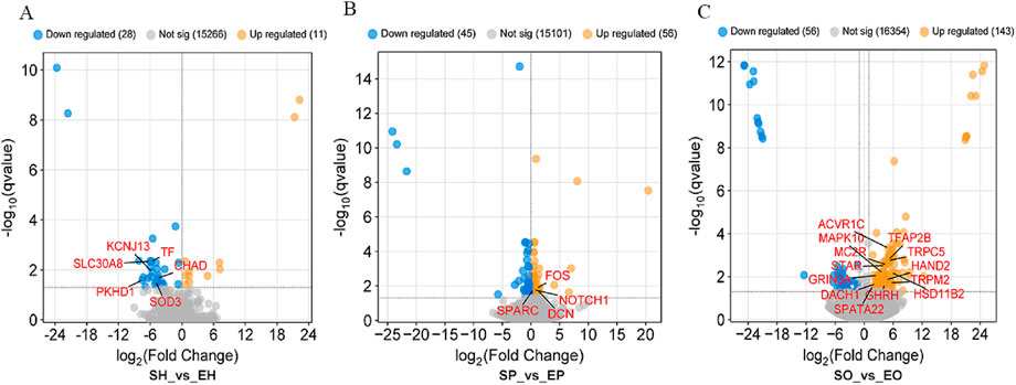 Three scatter plots labeled A, B, and C compare gene expression with log2 fold change on the x-axis and -log10 q-value on the y-axis. Blue, gray, and orange dots represent downregulated, not significant, and upregulated genes, respectively. Notable genes like KCNJ13, FOS, and ACVR1C are labeled in red.