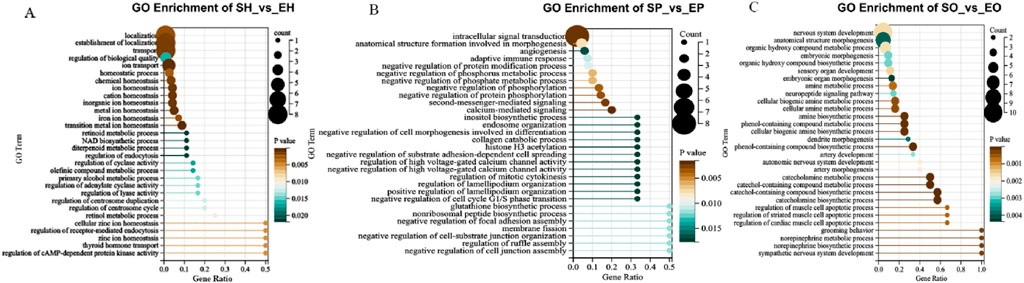 Three dot plots showing GO enrichment analysis. Panel A: SH vs. EH comparison with processes like localization and regulation of biological quality highlighted. Panel B: SP vs. EP comparison emphasizes signaling and metabolic processes. Panel C: SO vs. EO comparison features development and biosynthetic processes. Dot sizes indicate count, and color gradient represents p-values, with lower values in darker shades.