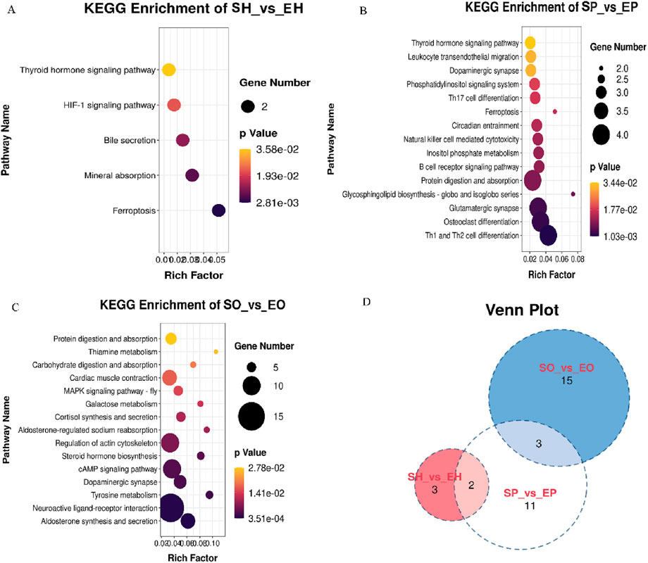 KEGG enrichment analysis with four panels: (A) SH_vs_EH, showing pathways like thyroid hormone signaling and ferroptosis. (B) SP_vs_EP, highlighting pathways such as dopaminergic synapse and Th1 and Th2 cell differentiation. (C) SO_vs_EO, featuring pathways like protein digestion and corticoid synthesis. Each panel includes gene number and p-value indicators. (D) A Venn diagram illustrating overlap between the three comparisons: SO_vs_EO, SH_vs_EH, and SP_vs_EP, with numbers indicating unique and shared elements.