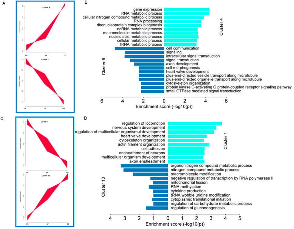 Two panels show gene expression data. Panel A has line graphs for clusters four and five, depicting expression patterns across stages EH, EP, and EO. Panel B shows bar charts for the enrichment scores of clusters four and five, with top biological processes. Panel C displays line graphs for clusters one and ten across stages SH, SP, and SO. Panel D presents bar charts for enrichment scores of the same clusters, highlighting significant biological processes.