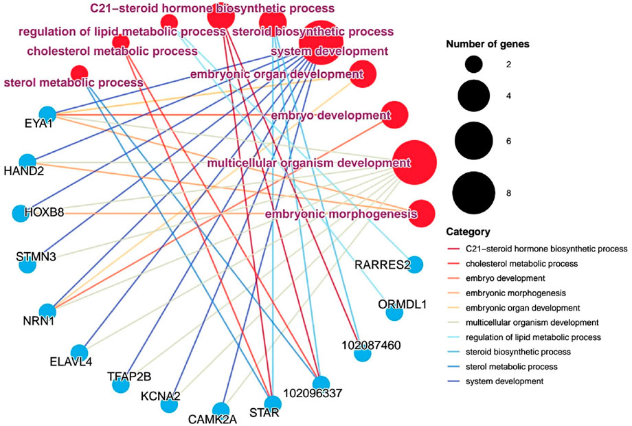 Network diagram linking genes (blue circles) to biological processes (red circles). Connections, denoted by colored lines, represent categories such as steroid hormone biosynthesis and embryo development. Circle size indicates the number of genes involved. A legend explains colors and sizes.