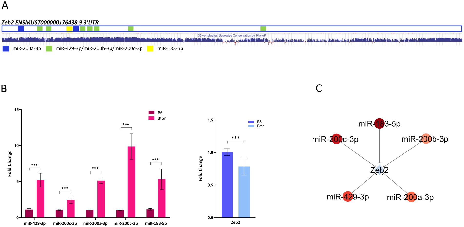 Panel A shows a diagram of the Zeb2 3’UTR with conservation data and binding sites for miR-200a-3p, miR-429-3p, miR-200b-3p, miR-200c-3p, and miR-183-5p. Panel B includes bar graphs depicting fold change in miRNA expression for B6 and Btbr groups, with significant differences marked by asterisks. Panel C presents a network diagram illustrating the interaction of Zeb2 with various miRNAs, including miR-200c-3p, miR-429-3p, miR-200a-3p, miR-200b-3p, and miR-183-5p.