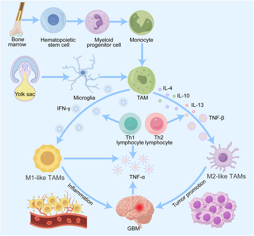 Diagram illustrating the differentiation and function of tumor-associated macrophages (TAMs) from bone marrow and yolk sac origins. Hematopoietic stem cells evolve into monocytes and then TAMs, influenced by cytokines like IL-4 and IFN-γ. TAMs differentiate into M1-like TAMs, contributing to inflammation, or M2-like TAMs, promoting tumor growth. Associated structures include GBM (glioblastoma) and various lymphocytes, highlighting immune interactions.