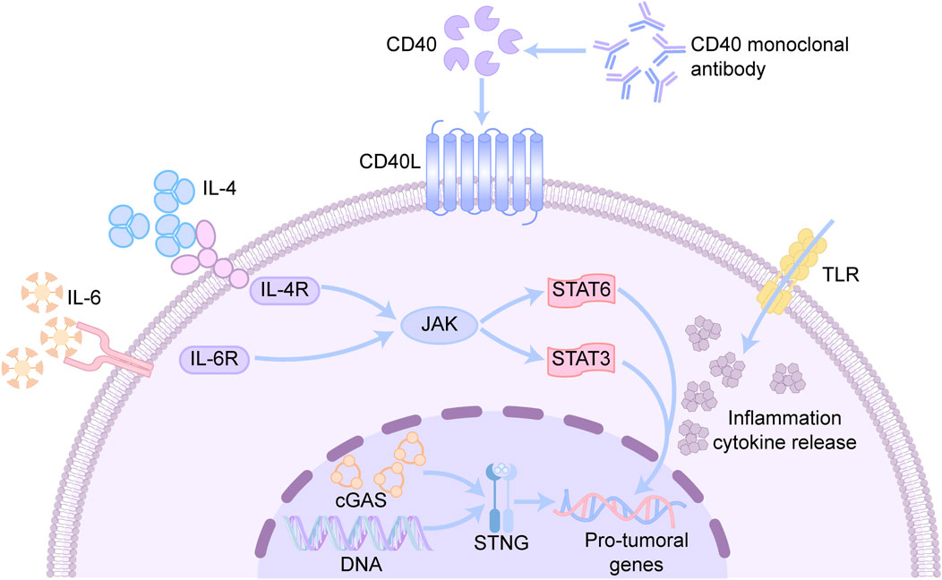 Diagram illustrating cell signaling pathways involving CD40, IL-4, IL-6, and TLR receptors. CD40L binds to CD40, influenced by a monoclonal antibody. IL-4 and IL-6 interact with IL-4R and IL-6R, activating JAK, which leads to STAT3 and STAT6 signaling. TLR engagement results in cytokine release, promoting inflammation. cGAS and STING pathways are linked to pro-tumoral gene activation.