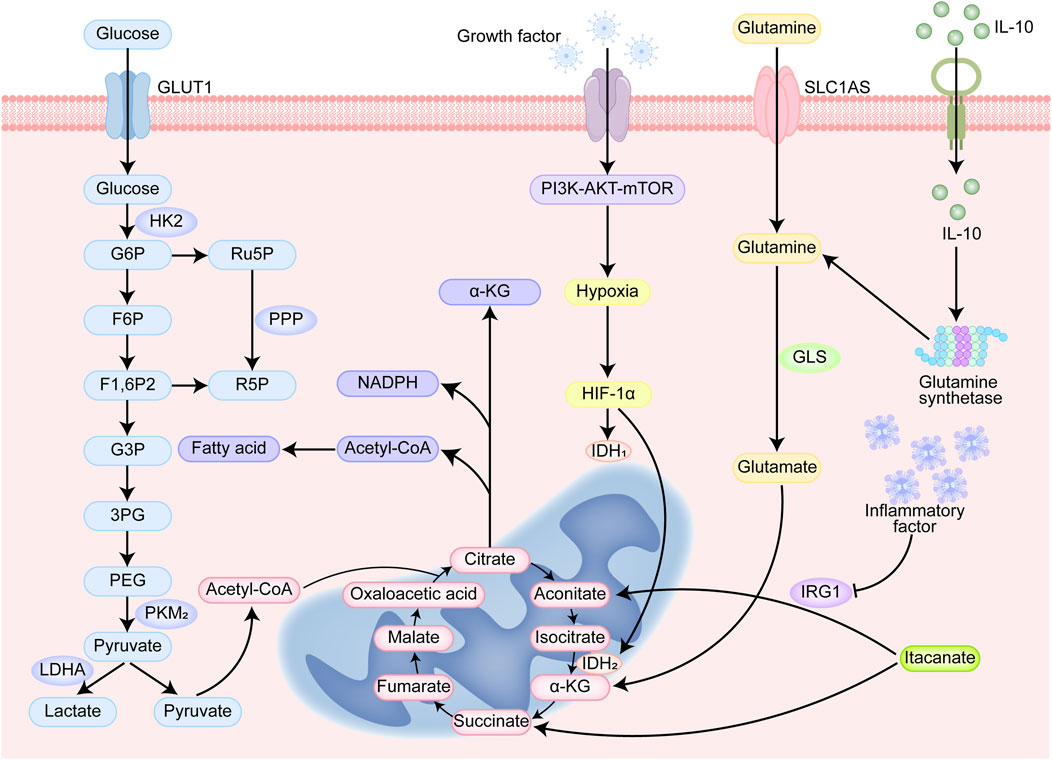 Diagram showing metabolic pathways involving glucose and glutamine. Glucose enters via the GLUT1 transporter and undergoes glycolysis, forming pyruvate. This converts to acetyl-CoA and fatty acids. Glutamine enters through SLC1AS, converting to glutamate and then to inflammatory factors. Growth factors activate the PI3K-AKT-mTOR pathway, promoting hypoxia and HIF-1α activity, influencing these metabolic pathways. The diagram highlights the roles of various enzymes, metabolic intermediates, and processes such as glycolysis, the pentose phosphate pathway, and the TCA cycle, all leading to energy production and cell growth regulation.