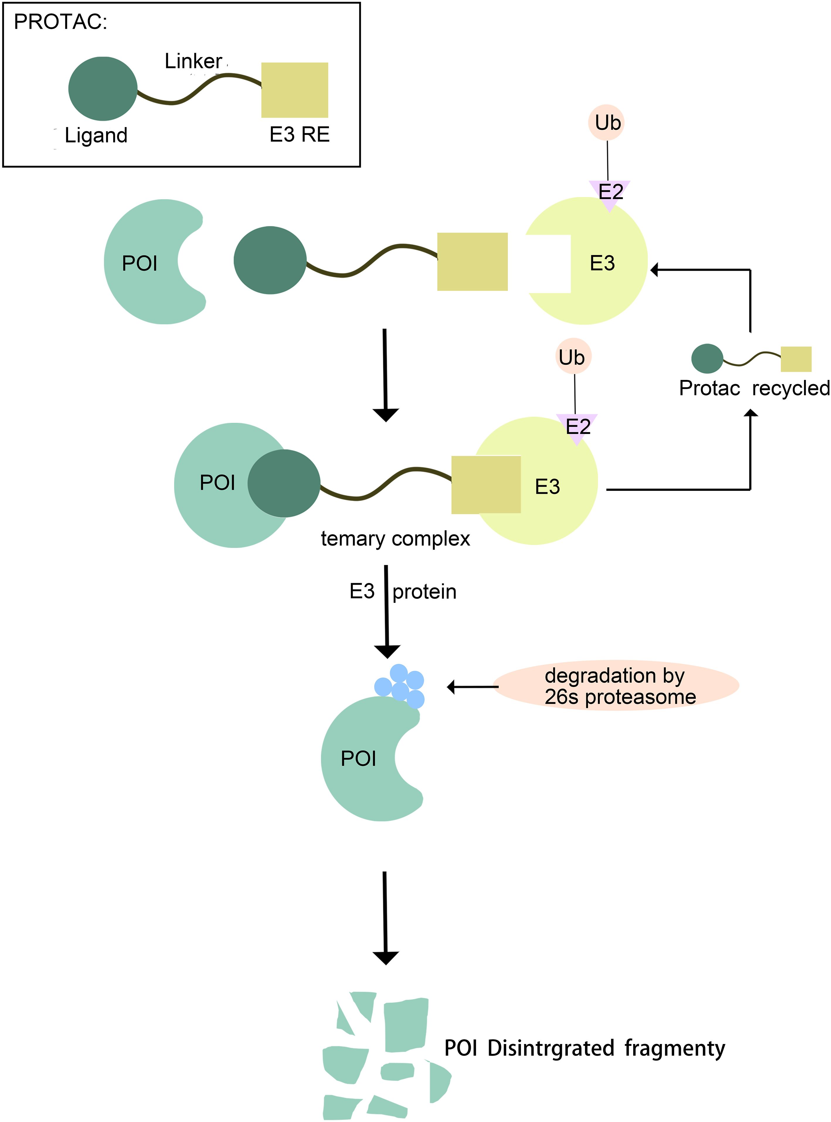 Diagram illustrating the PROTAC mechanism. It shows the interaction between a PROTAC molecule, composed of a ligand and E3 recognition element connected by a linker, and a protein of interest (POI) forming a ternary complex with E3 ligase. This promotes ubiquitination via E2 enzyme, leading to POI degradation by the 26S proteasome. The PROTAC is recycled post-degradation.