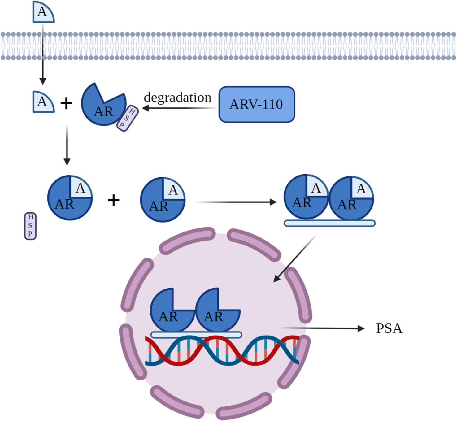 Diagram showing the androgen signaling pathway with ARV-110 intervention. Androgen (A) binds to the androgen receptor (AR), releasing HSP. ARV-110 targets the AR complex for degradation. Remaining AR complexes enter the nucleus, bind DNA, and signal PSA production.