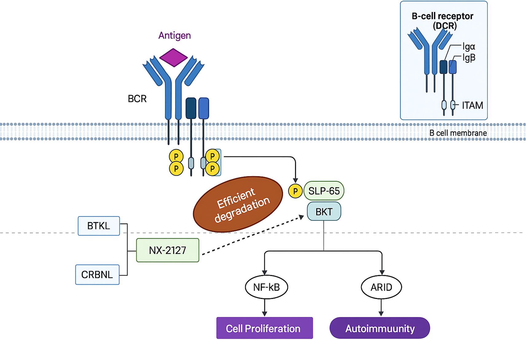 Diagram illustrating the signaling pathway of a B-cell receptor (BCR) when an antigen binds. BCR components Igα and Igβ activate ITAM, leading to phosphorylation. The process involves proteins BTKL, CRBNL, NX-2127, SLP-65, and BKT. Efficient degradation occurs, affecting NF-kB and ARID pathways, influencing cell proliferation and autoimmunity.