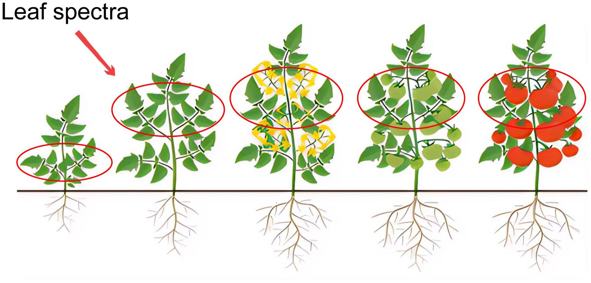 Illustration of five tomato plants in different growth stages, from seedling to fruit-bearing. Red circles highlight specific leaf areas. A red arrow and text label indicate “Leaf spectra.” Roots are visible below each plant.