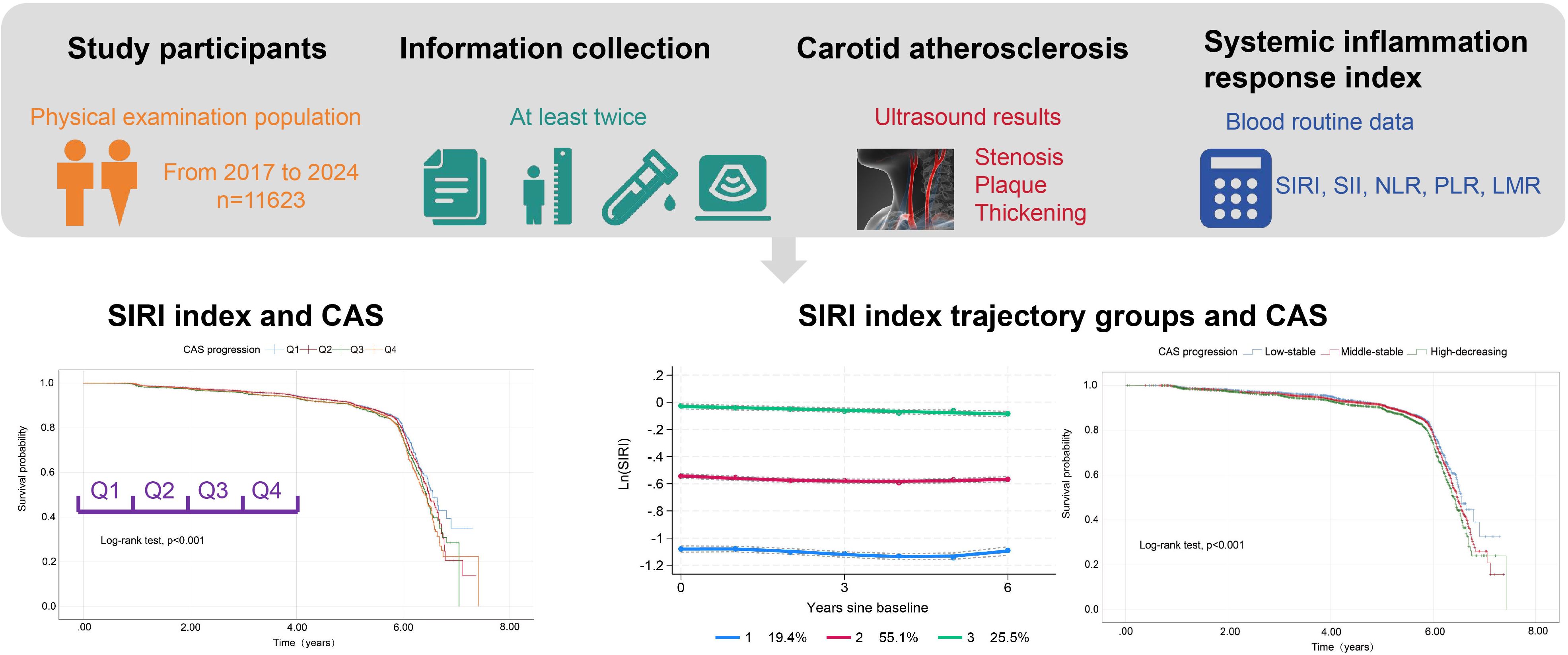 Study design and results for research on systemic inflammation response index (SIRI) and carotid atherosclerosis (CAS). Top panel: study details with icons representing participants from 2017-2024, information collection, ultrasound, and blood analysis. Bottom left chart: survival probability related to SIRI index across quartiles Q1 to Q4, showing significant results. Bottom middle chart: SIRI index trajectory groups over six years. Bottom right chart: survival probability for CAS progression across trajectory groups. The charts display statistical significance using a log-rank test with p-value less than 0.001.