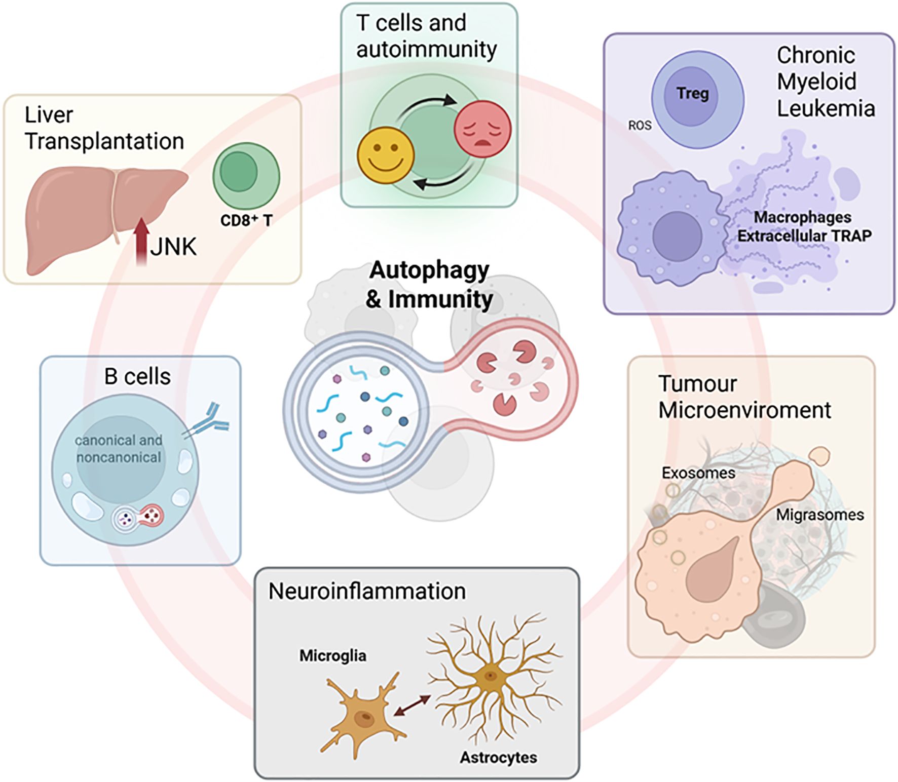 Diagram illustrating the connections between autophagy and immunity, showing liver transplantation with CD8+ T cells, T cells and autoimmunity, chronic myeloid leukemia, B cells, tumor microenvironment, and neuroinflammation. Includes interactions like JNK activation, canonical and noncanonical pathways, and microglia-astrocyte relations.