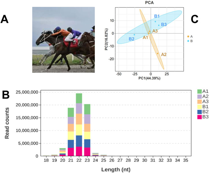 Panel A shows a horse race with jockeys in colorful attire riding horses at speed. Panel B is a bar graph displaying read counts by length in nucleotide sequence, with different colors for A1 to B3 categories. Panel C is a PCA plot showing the distribution of samples A1 to B3, with ellipses representing groups A and B in different colors.