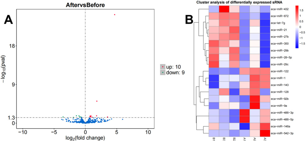 Panel A shows a volcano plot with log2 fold change on the x-axis and -log10 p-value on the y-axis, highlighting red and green points for upregulated and downregulated expressions, respectively. Panel B depicts a heatmap of differentially expressed sRNA, with red and blue colors representing expression levels.