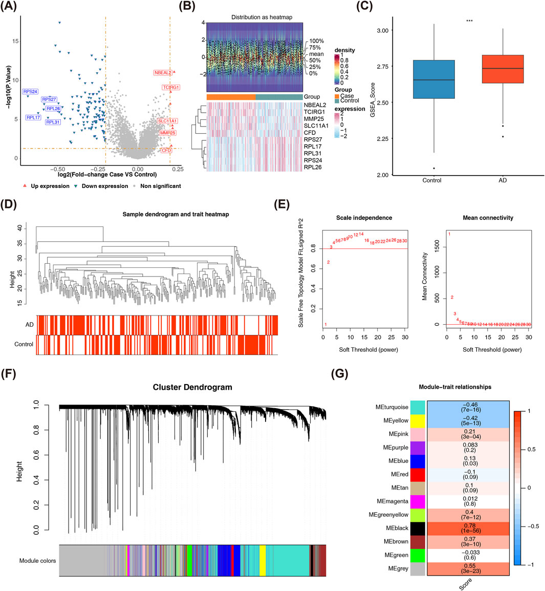 (A) A volcano plot displays gene expression changes, highlighting significant upregulated and downregulated genes. (B) Heatmap visualizes gene expression distribution across groups. (C) Box plots compare GSVA scores between the control and AD groups, showing a significant difference. (D) Dendrogram with heatmap shows sample clustering with trait associations. (E) Line graphs depict scale independence and mean connectivity against soft threshold power. (F) Cluster dendrogram illustrates hierarchical clustering with color-coded modules. (G) Bar graph demonstrates module-trait relationships with correlation values.