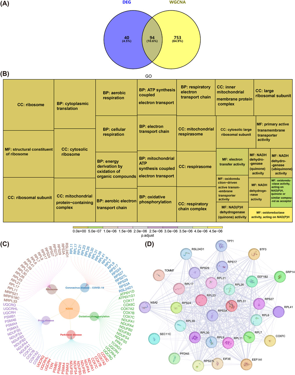 (A) The Venn diagram shows the overlap between DEG (blue) and WGCNA (yellow), with 94 shared elements. (B) A table categorizes GO terms, including biological process (BP), cellular component (CC), and molecular function (MF). (C) A circular network diagram links diseases like COVID-19 and Parkinson's with genes via pathways such as ribosome and oxidative phosphorylation. (D) A protein interaction network diagram displays nodes and connections labeled with protein names, indicating complex interactions.