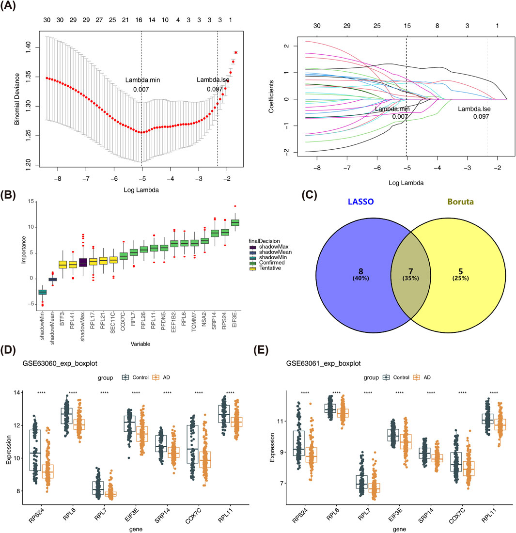 (A) Two graphs showing LASSO regression results; left graph with binomial deviance vs. Log Lambda, right graph with coefficients vs. Log Lambda, highlighting Lambda.min (0.007) and Lambda.1se (0.097). (B) Boxplot of variable importance for different methods, including shadowMax, shadowMean, and confirmed. (C) Venn diagram comparing LASSO and Boruta with LASSO showing 8 unique elements, Boruta showing 5, and 7 shared elements. (D) and (E) Boxplots for GSE63060 and GSE63061 datasets, respectively, compare gene expression between Control and AD groups for multiple genes, showing significant differences.
