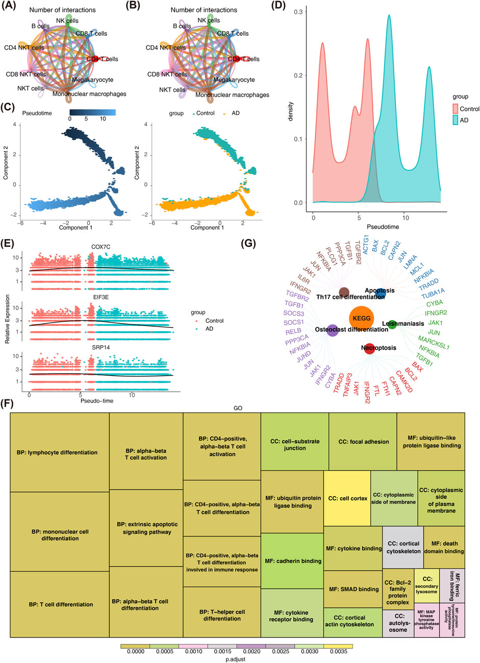 Multiple panels depict various data visualizations related to cell interactions and gene expression. Panel A and B show network diagrams of cell interactions, highlighting different cell types. Panel C displays two scatter plots of component analysis, colored by control and AD groups. Panel D features a density plot comparing pseudotime distribution between groups. Panel E consists of line plots illustrating relative gene expression over pseudotime for COX7C, EIF3E, and SRP14. Panel F contains a heatmap of biological processes (BP), cellular components (CC), and molecular functions (MF) with adjusted p-values. Panel G presents a circular diagram of pathways and gene interactions.