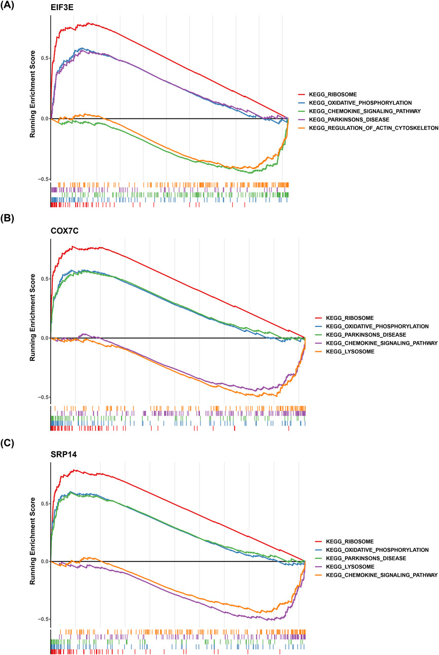 Line graphs A, B, and C compare running enrichment scores for genes EIF3E, COX7C, and SRP14 against various KEGG pathways. Each graph features pathways like ribosome, oxidative phosphorylation, and more, represented by differently colored lines. The scores are plotted on the y-axis with pathways identified by a legend on the right.