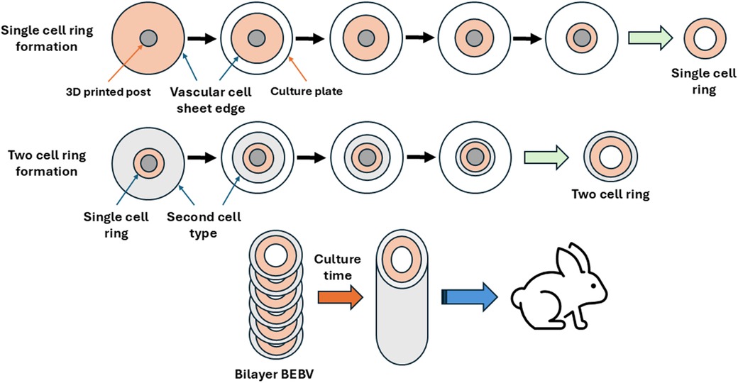 Diagram illustrating the formation of single and two-cell rings for bilayer BEBV. Top row shows single-cell ring formation using a 3D printed post and a culture plate, resulting in a single cell ring. Bottom row shows two-cell ring formation by adding a second cell type to a single-cell ring, resulting in a two-cell ring. Bilayer BEBV forms over culture time, depicted with a schematic arrow pointing to a rabbit, suggesting potential application in animal studies.