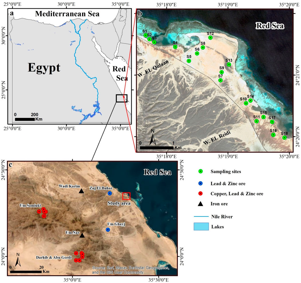 Map showing three detailed sections of Egypt. Section (a) displays Egypt's location with the Nile River and the labeled Mediterranean and Red Seas. Section (b) is a zoomed-in view of the Red Sea coast, marking sampling sites S1 to S18 with green dots near W. El Qulaan and W. El Reidi. Section (c) shows the study area near the Red Sea with locations of copper, lead, zinc ores, and iron ore marked by red circles, blue dots, and black triangles. A legend indicates symbols for sampling sites, ore types, and major geographical features like the Nile River and lakes.