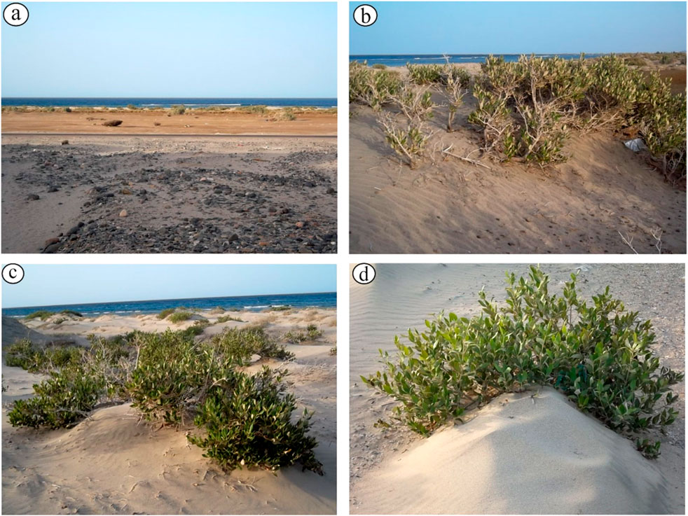 Four images showing different coastal landscapes with vegetation. (a) Shows a wide view of a desert shoreline with sparse vegetation and a distant sea. (b) Displays a closer view of shrubs growing on sandy terrain near the sea. (c) Features scattered shrubs on sandy dunes with the sea in the background. (d) Offers a close-up of a single dense shrub on a sandy mound.
