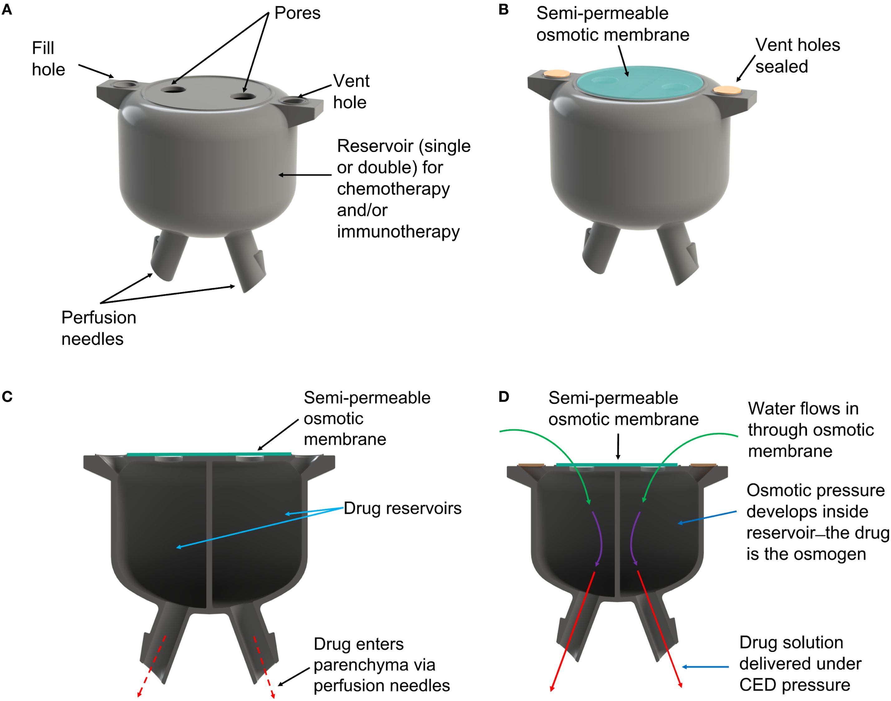 Illustration showing aspects of the 3D-printed drug delivery pump, with four panels labeled A to D. Panel A depicts the pump and labels the reservoir, fill/vent holes, pores and perfusion needles. Panel B shows the pump with a semi-permeable membrane covering the pores and sealed vent holes. Panel C is a cross-section of the pump indicating drug reservoirs and the path of drug delivery through the needles. Panel D illustrates the function of the osmotic pump with water flowing through the membrane, osmotic pressure developing in the reservoir driving the drug solution into the brain through the perfusion needles.