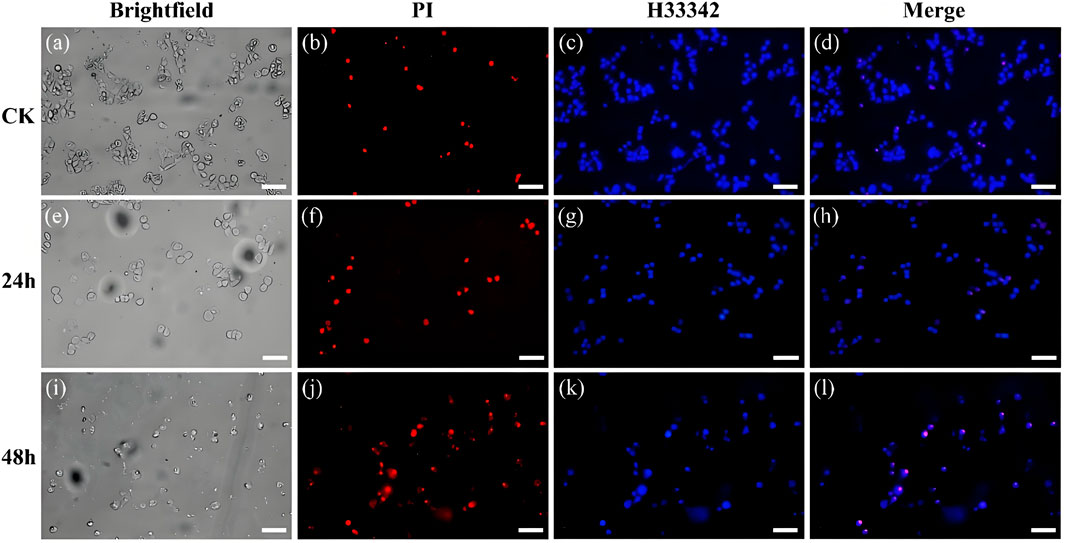 Microscopic images display cells under different conditions. Panels a, e, i show brightfield images at control, 24 hours, and 48 hours. Panels b, f, j show PI-stained cells in red. Panels c, g, k depict H33342-stained cells in blue. Panels d, h, l merge the PI and H33342 images. The changes over time indicate variations in cellular response or condition.