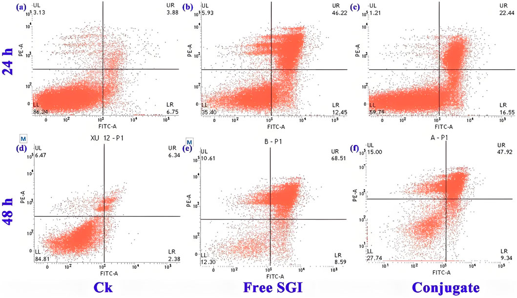 Flow cytometry dot plots show six graphs labeled (a) to (f) comparing cell populations at 24 and 48 hours with three treatments: