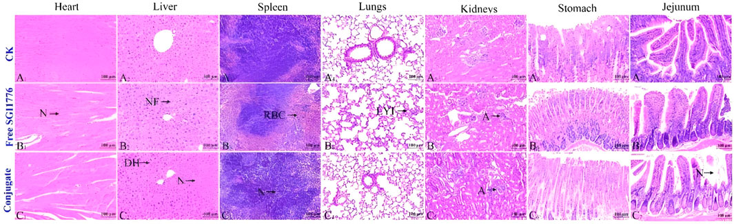 Histological sections of various organs, including heart, liver, spleen, lungs, kidneys, stomach, and jejunum, are shown with different treatments: CK, Free SGI1776, and Conjugate. Each organ displays distinct tissue structures, annotated with arrows indicating notable features or cell types. Scale bars provide dimensional reference.