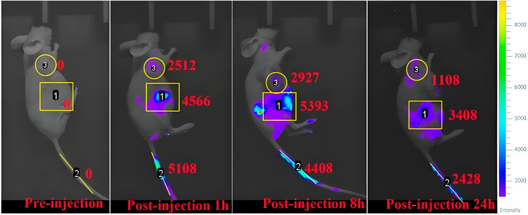 Four-panel image showing a mouse at different stages: pre-injection, post-injection 1 hour, 8 hours, and 24 hours. Each panel displays different regions highlighted with numbers 1, 2, and 3, bounded by yellow shapes, with corresponding numerical intensity values in red. An intensity color scale is on the right, from blue to green.