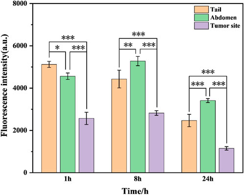 Bar chart showing fluorescence intensity (in arbitrary units) at 1, 8, and 24 hours for tail (orange), abdomen (green), and tumor site (purple). Error bars indicate variability. Significance levels are denoted by asterisks: higher significance is indicated by more asterisks. Intensity decreases over time, with significant differences noted among measurement sites and time points.