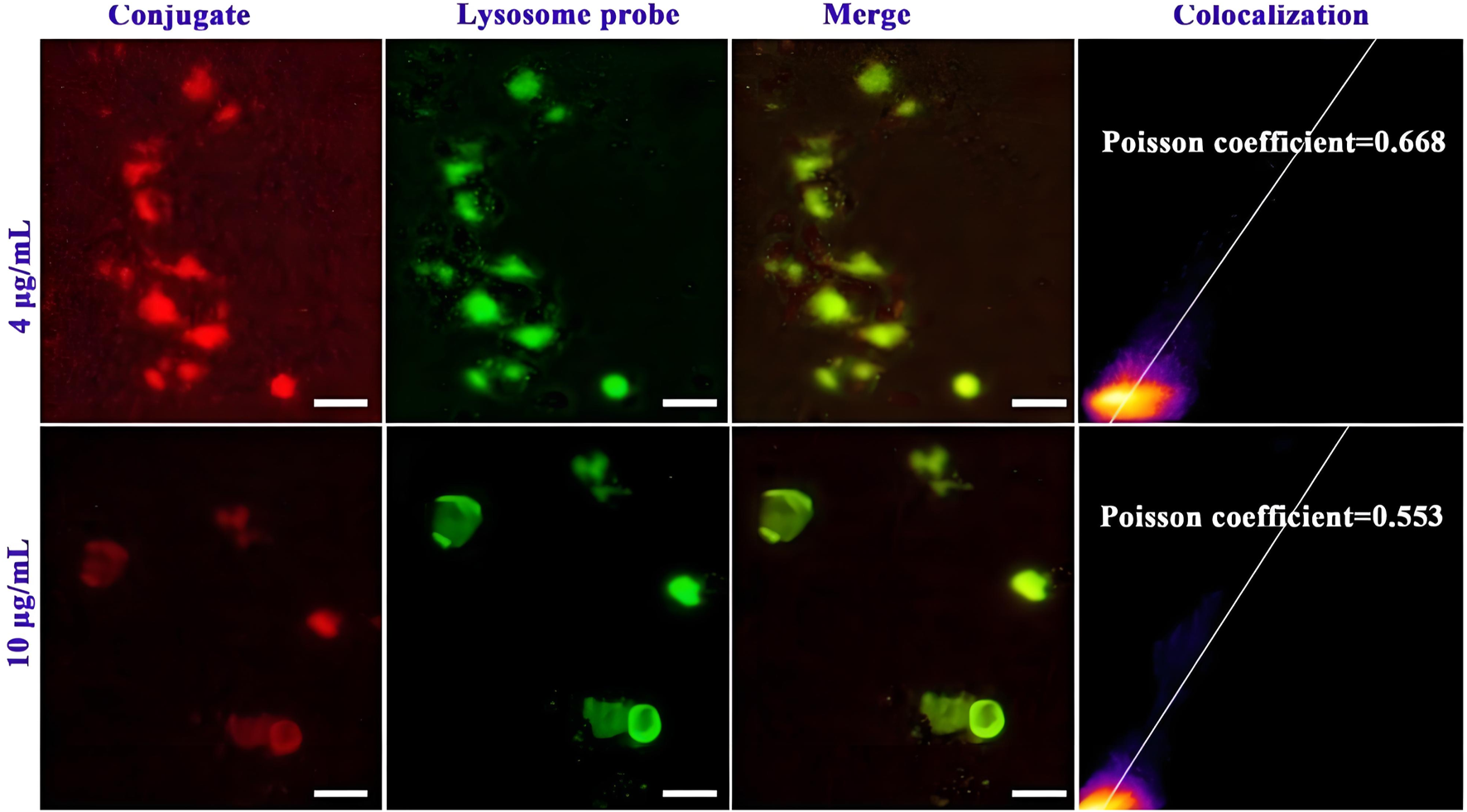 Fluorescence microscopy images showing four panels for two concentrations, four micrograms per milliliter, and ten micrograms per milliliter. Each panel includes images titled Conjugate, Lysosome probe, Merge, and Colocalization. In the top row, bright red and green fluorescence is observed, merging into yellow in the merged image, with a Poisson coefficient of 0.668. In the bottom row, similar observations are shown but with slightly lower fluorescence intensity and a Poisson coefficient of 0.553.