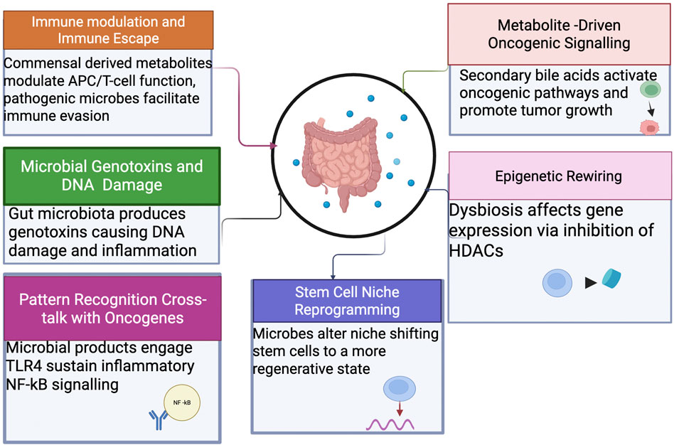 Diagram illustrating the mechanisms through which gut microbiota influences cancer. It includes six interconnected sections: immune modulation, microbial genotoxins, pattern recognition with oncogenes, metabolite-driven oncogenic signaling, epigenetic rewiring, and stem cell niche reprogramming. Each section describes how specific microbial activities impact cellular functions and cancer development, centered around an image of intestines.
