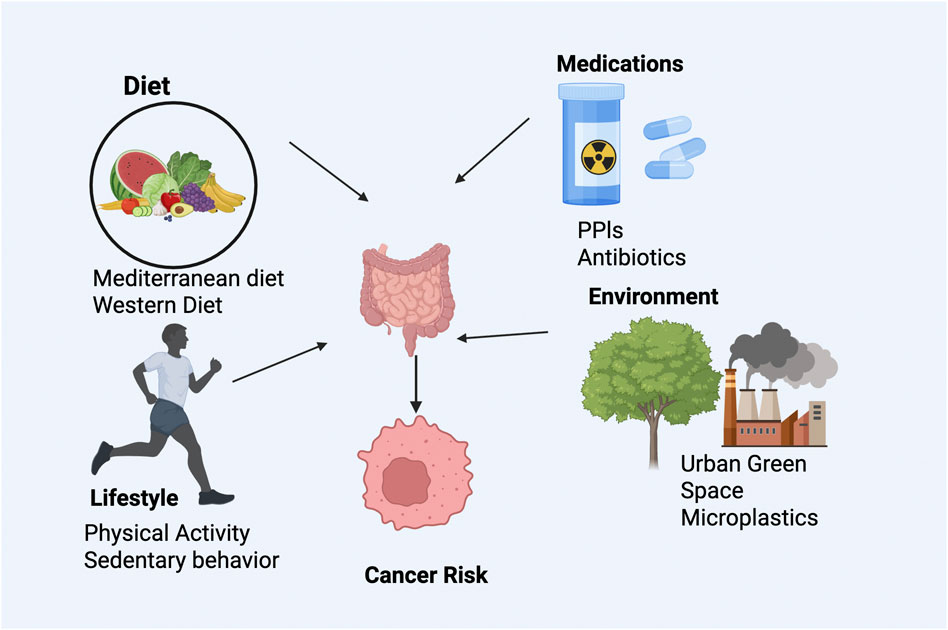Diagram illustrating factors affecting cancer risk, including diet (Mediterranean and Western diets), lifestyle (physical activity and sedentary behavior), medications (PPIs and antibiotics), and environment (urban green space and microplastics). Each factor is connected to a central image of intestines, leading to a cancer cell illustration.
