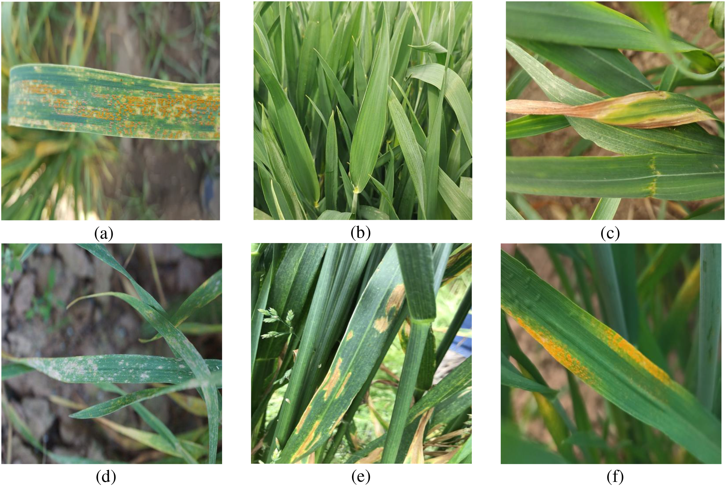 Six images showing different stages and types of wheat leaf diseases. (a) Displays leaves with reddish-brown pustules, indicative of leaf rust. (b) Shows healthy, green wheat leaves. (c) Illustrates leaves with yellow and brown discoloration due to stripe rust. (d) Features leaves with powdery mildew, characterized by white spots. (e) Exhibits dark stripes and spots from septoria leaf blotch. (f) Shows orange-yellow pustules, a sign of stem rust.