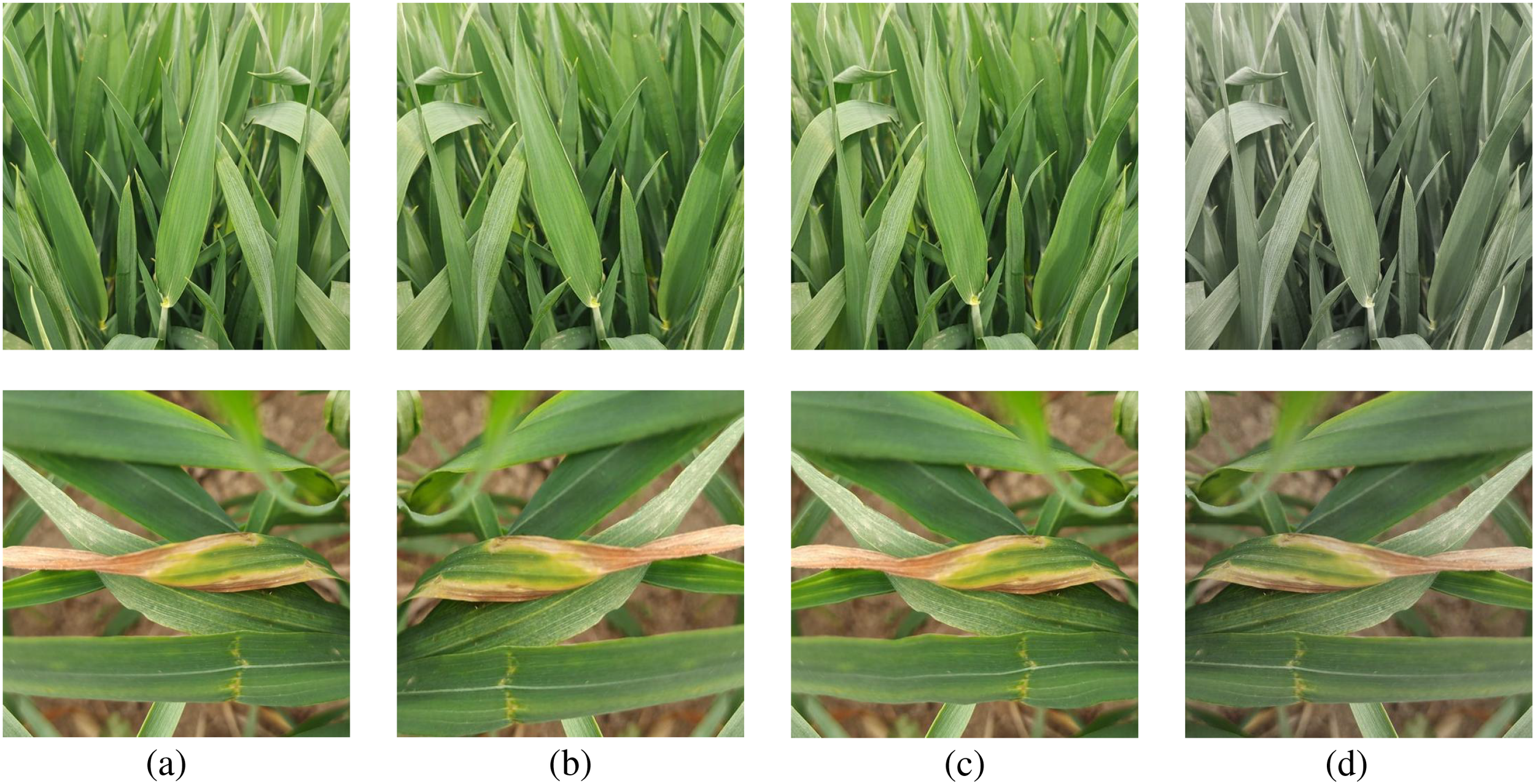 Four pairs of wheat leaves images are shown. Top row (a-d) displays close-up views of healthy green leaves. Bottom row (a-d) shows close-up views of leaves with brown edges, indicating possible disease or damage. The first three images in each row are color, while the fourth is grayscale.