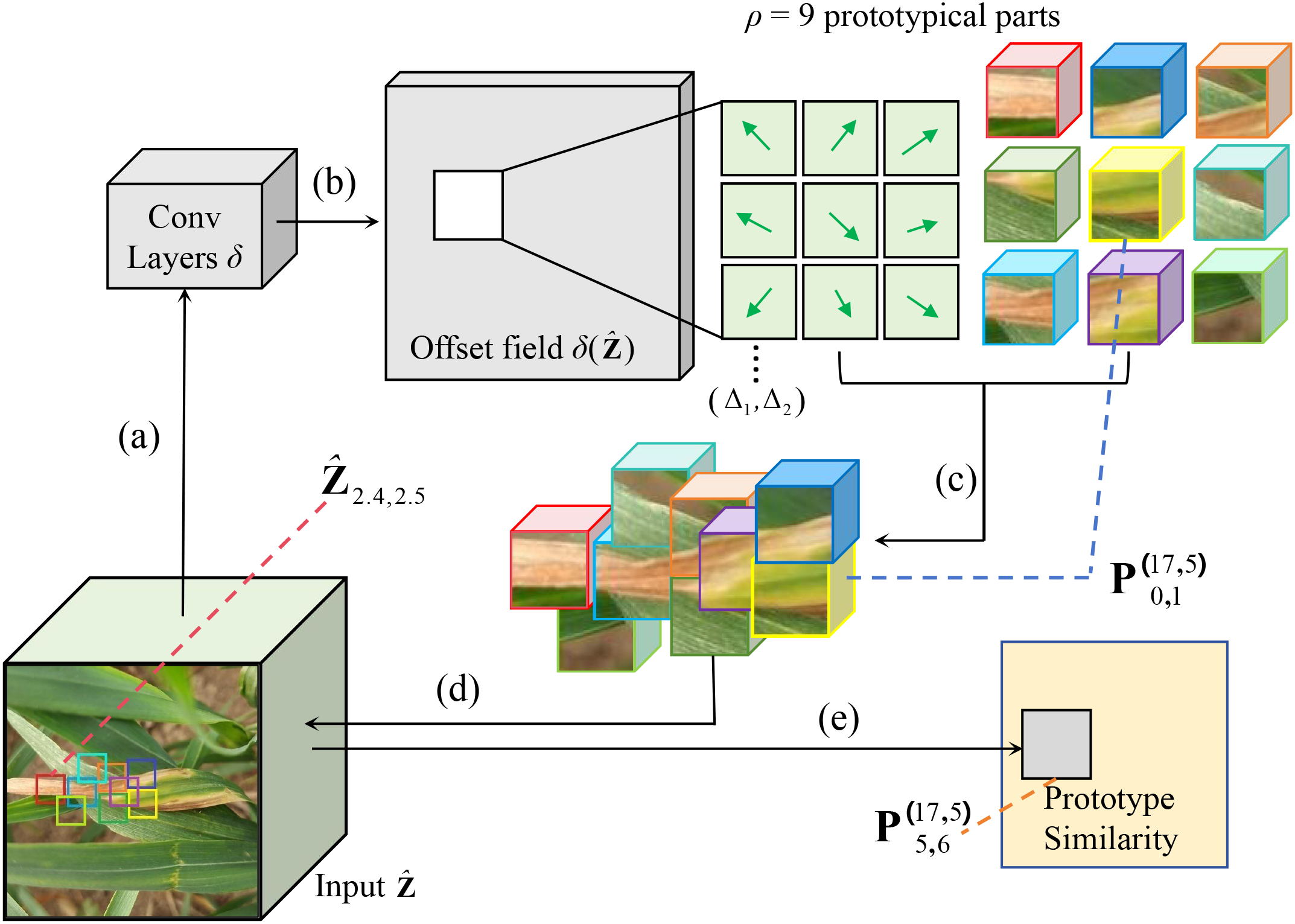 Flowchart illustrating a process for analyzing an image of plant leaves. It includes convolutional layers outputting an offset field, which highlights prototypical parts with arrows. These are matched with prototype images, shown as small cubes, and compared to the input image at different stages to assess prototype similarity.