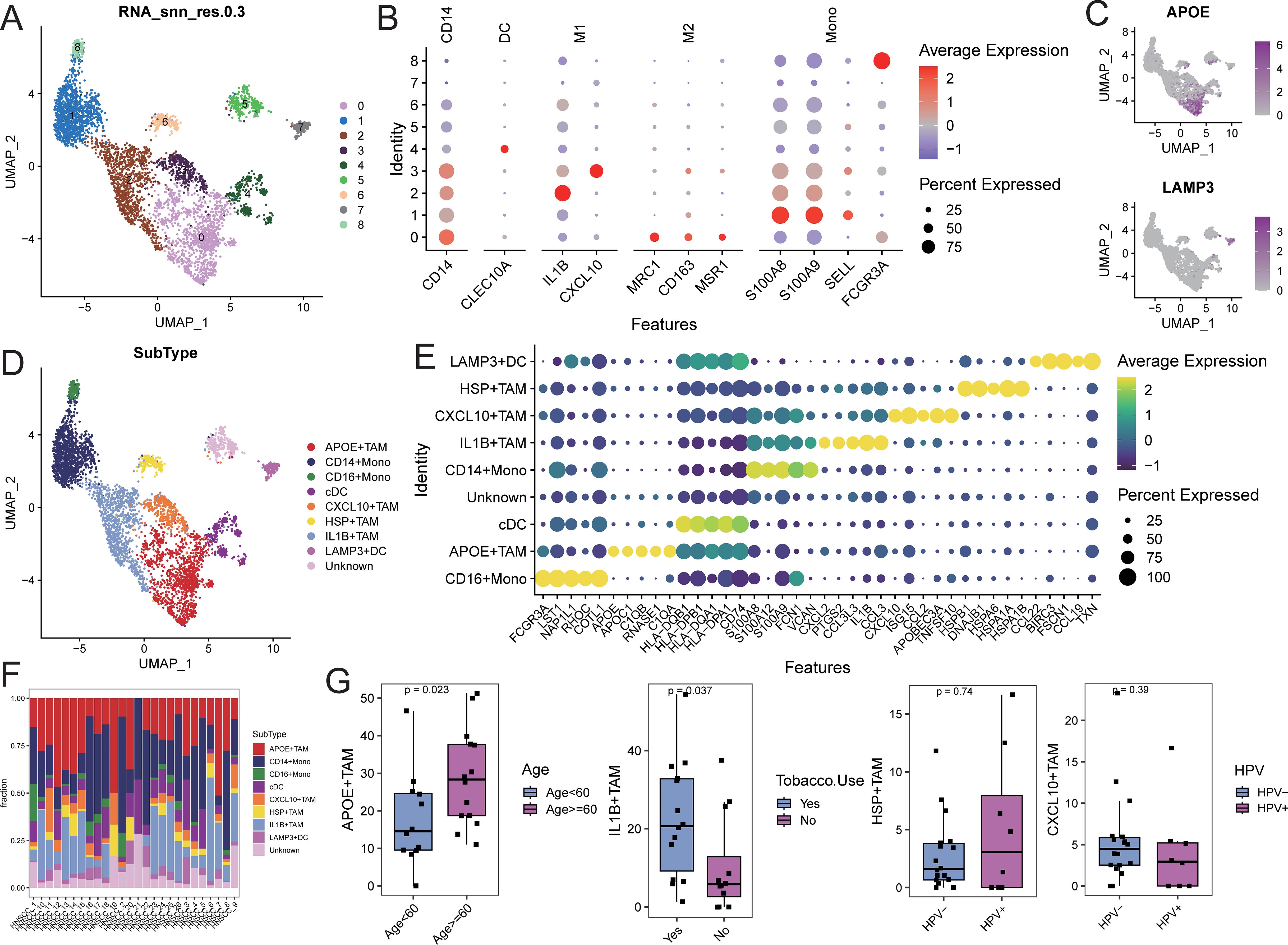 The image consists of multiple panels depicting data visualization on cell clustering and gene expression. Panel A shows a UMAP plot displaying cell clusters. Panel B features a dot plot of gene expression across different cell identities, with dot size representing percent expressed and color indicating expression level. Panel C includes UMAP plots highlighting APOE and LAMP3 expression. Panel D displays a subtype UMAP plot with colored clusters. Panel E is another dot plot with detailed gene expression data. Panel F features a stacked bar chart showing subtype proportions. Panel G presents box plots comparing various features such as age, tobacco use, and HPV status with gene expression levels.