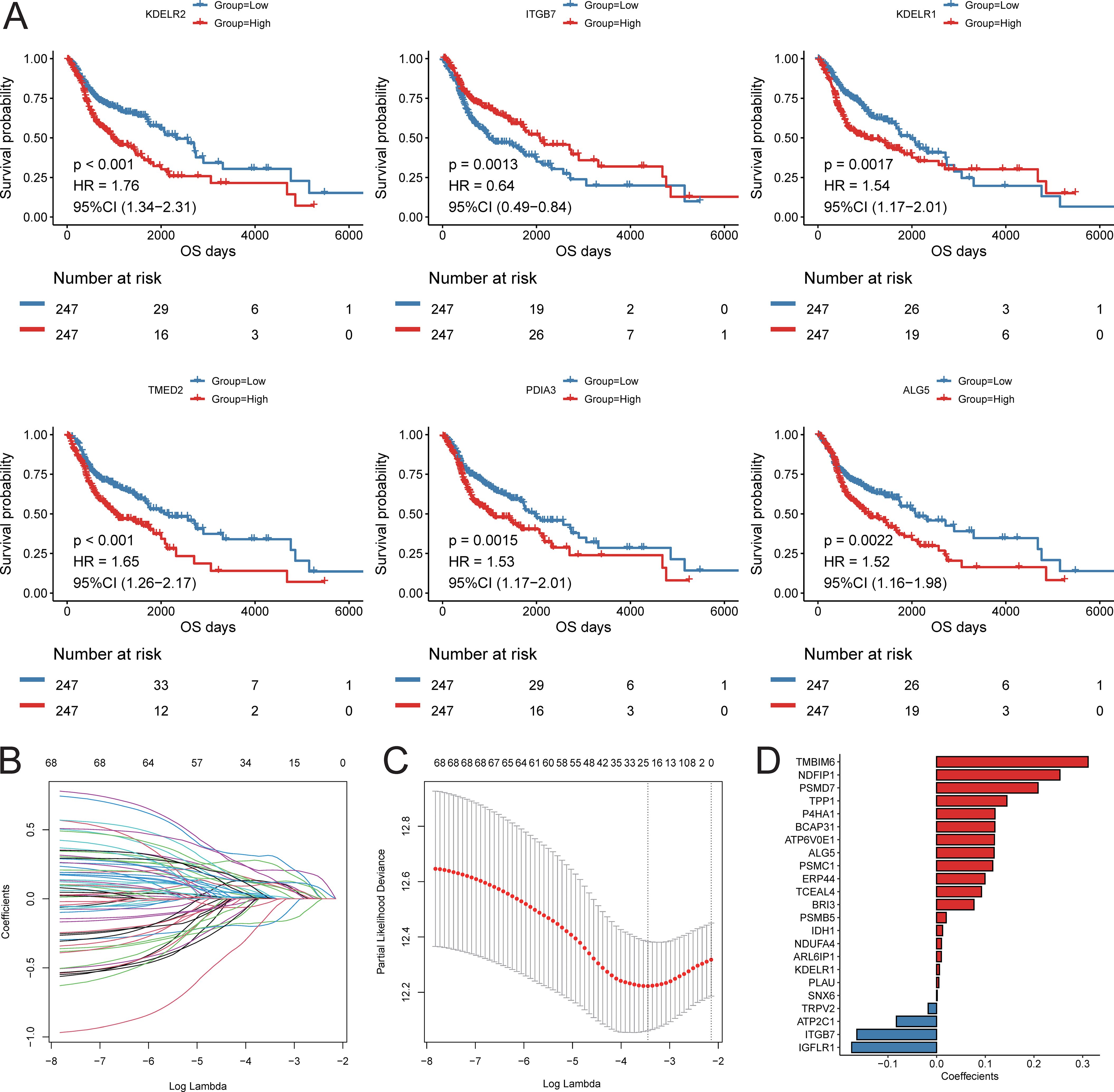 Panel A shows Kaplan-Meier survival curves with different genes comparing survival probabilities between low and high expression groups over time. Panels B and C display Lasso regression plots with log lambda against coefficients and partial likelihood deviance, respectively. Panel D is a bar chart illustrating gene coefficients, with some positive and some negative.