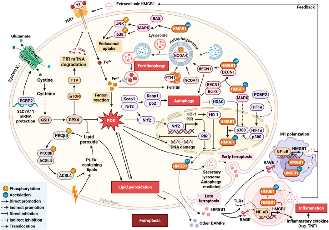 Complex diagram illustrating the pathways of ferroptosis, focusing on the roles of reactive oxygen species (ROS), iron metabolism, and autophagy. Key elements include the interaction between systems Xc-, GPX4, and HMGB1 in lipid peroxidation, ferroptosis signaling, and inflammatory responses. Pathways detail the regulation by proteins like Keap1, Nrf2, and various enzymes, along with transcription factors involved in cell damage and protection. Feedback loops, phosphorylation, and acetylation processes are highlighted. The diagram emphasizes how disruptions in these processes lead to inflammation and cell death.