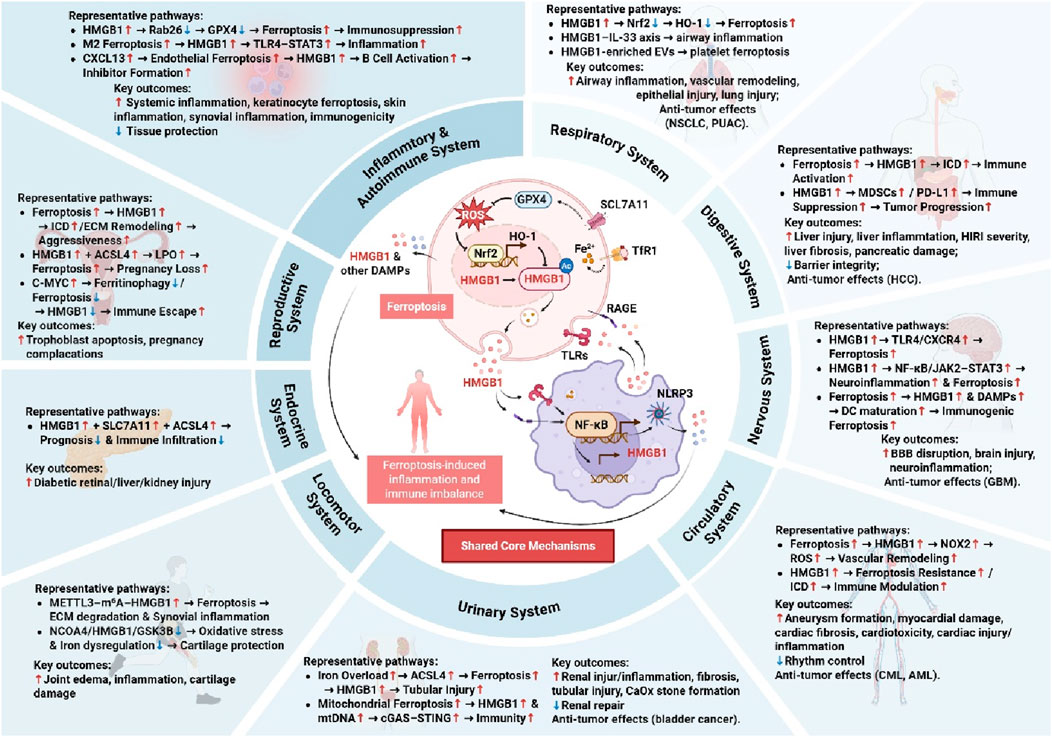 Diagram illustrating the role of ferroptosis in various human body systems including inflammatory and autoimmune, respiratory, digestive, nervous, circulatory, urinary, locomotor, endocrine, and reproductive systems. Each section lists representative pathways, such as HMGB1 and its interactions, and outlines key outcomes like inflammation, immune response, and cancer-related processes. A central diagram features interactions involving ROS, GPX4, Nrf2, and more, highlighting shared core mechanisms of ferroptosis-induced inflammation and immune imbalance.